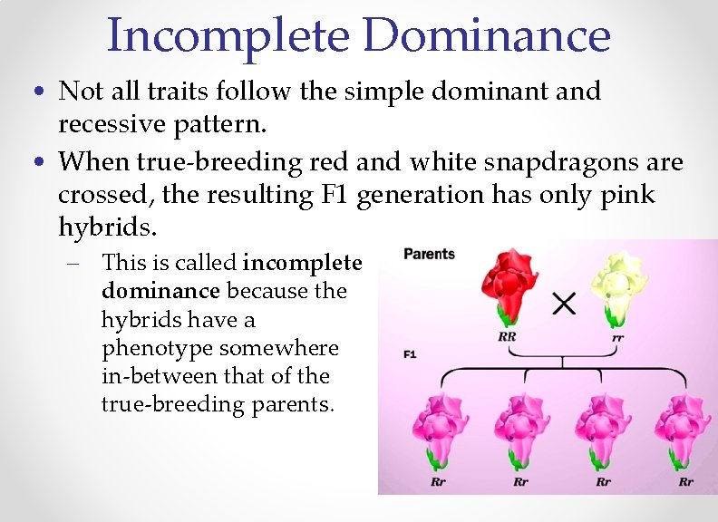 Incomplete Dominance • Not all traits follow the simple dominant and recessive pattern. •