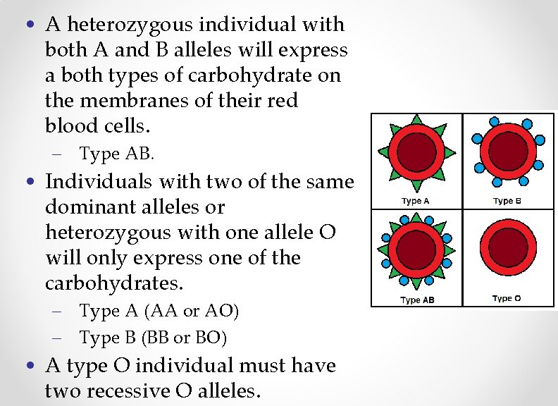  • A heterozygous individual with both A and B alleles will express a