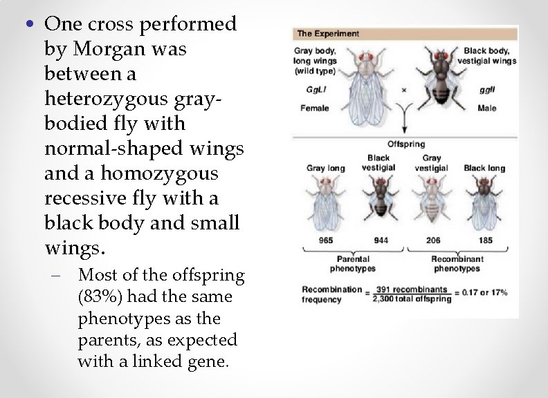  • One cross performed by Morgan was between a heterozygous graybodied fly with
