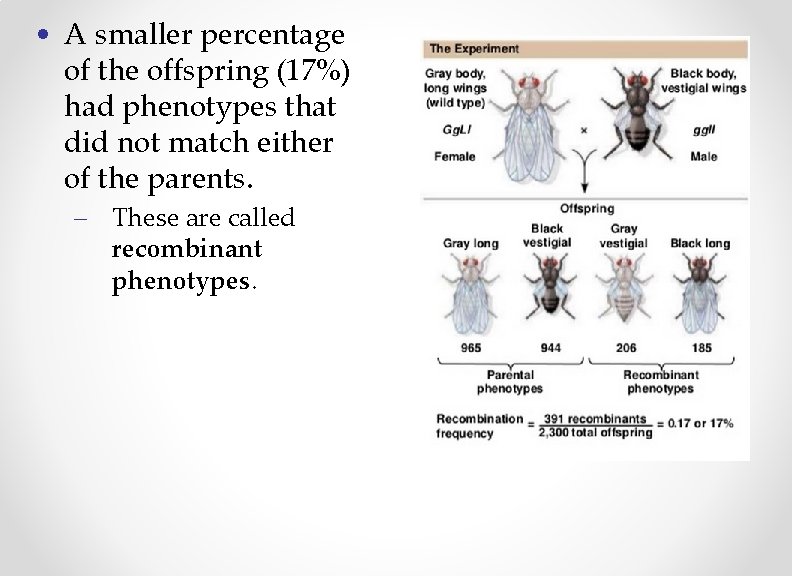  • A smaller percentage of the offspring (17%) had phenotypes that did not