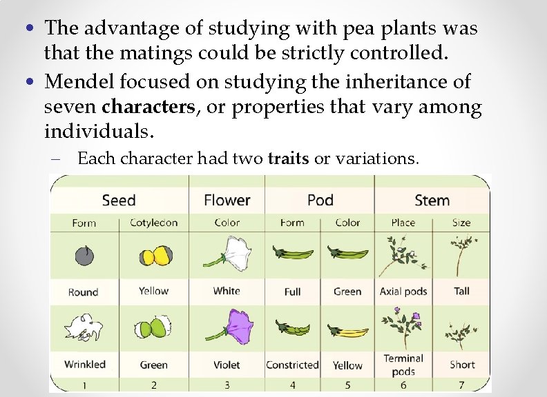 • The advantage of studying with pea plants was that the matings could