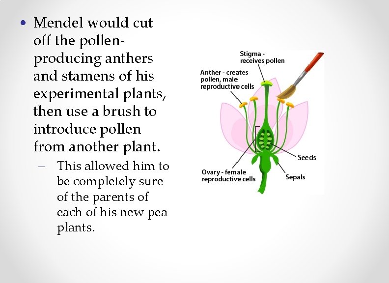  • Mendel would cut off the pollenproducing anthers and stamens of his experimental