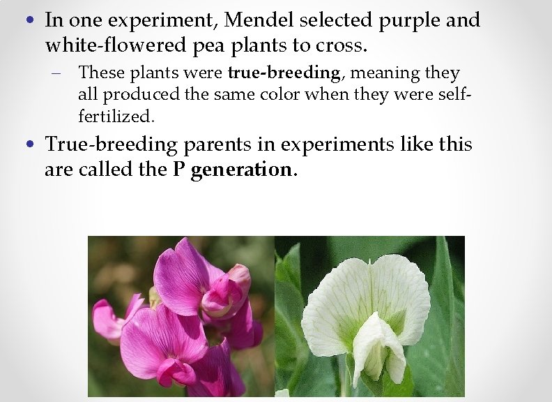  • In one experiment, Mendel selected purple and white-flowered pea plants to cross.
