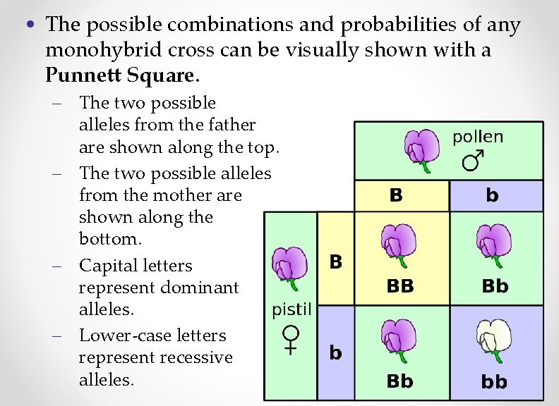  • The possible combinations and probabilities of any monohybrid cross can be visually