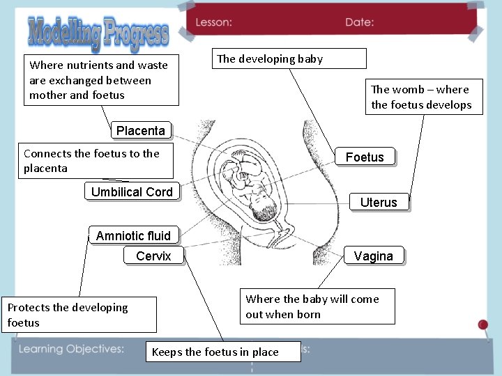 Where nutrients and waste are exchanged between mother and foetus The developing baby The