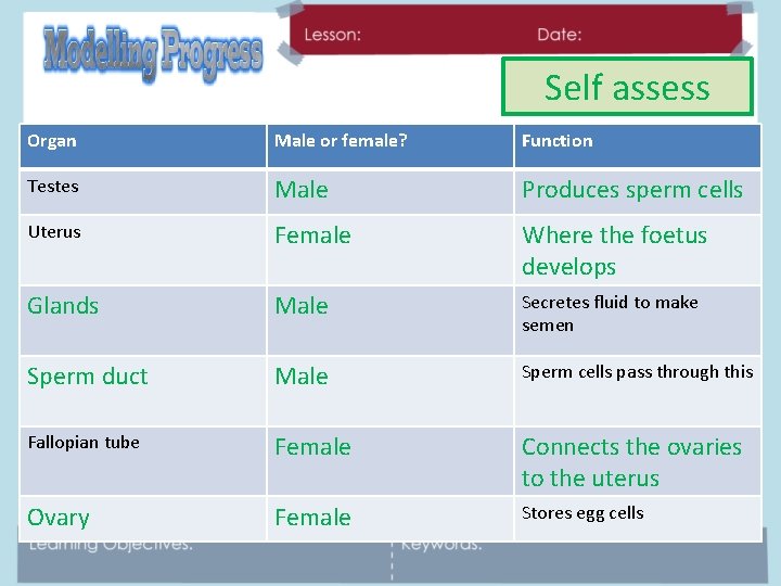 Self assess Organ Male or female? Function Testes Male Produces sperm cells Uterus Female