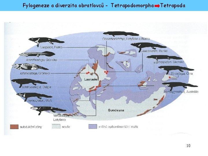 Fylogeneze a diverzita obratlovců - Tetrapodomorpha Tetrapoda 10 