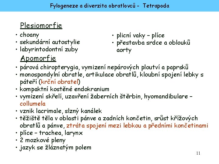 Fylogeneze a diverzita obratlovců - Tetrapoda Plesiomorfie • choany • sekundární autostylie • labyrintodontní