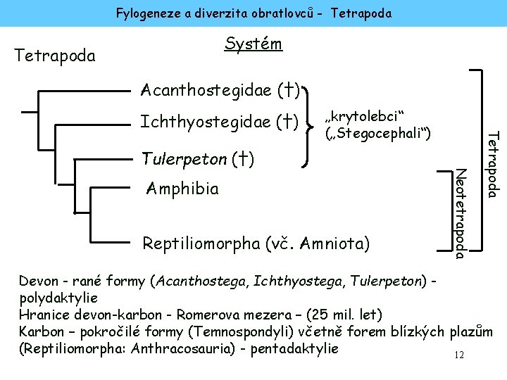 Fylogeneze a diverzita obratlovců - Tetrapoda Systém Tetrapoda Acanthostegidae (†) „krytolebci“ („Stegocephali“) Amphibia Reptiliomorpha