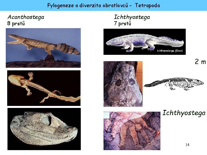 Fylogeneze a diverzita obratlovců - Tetrapoda Acanthostega 8 prstů Ichthyostega 7 prstů 2 m