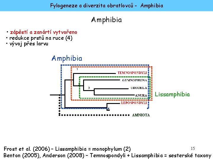 Fylogeneze a diverzita obratlovců - Amphibia • zápěstí a zanártí vytvořeno • redukce prstů