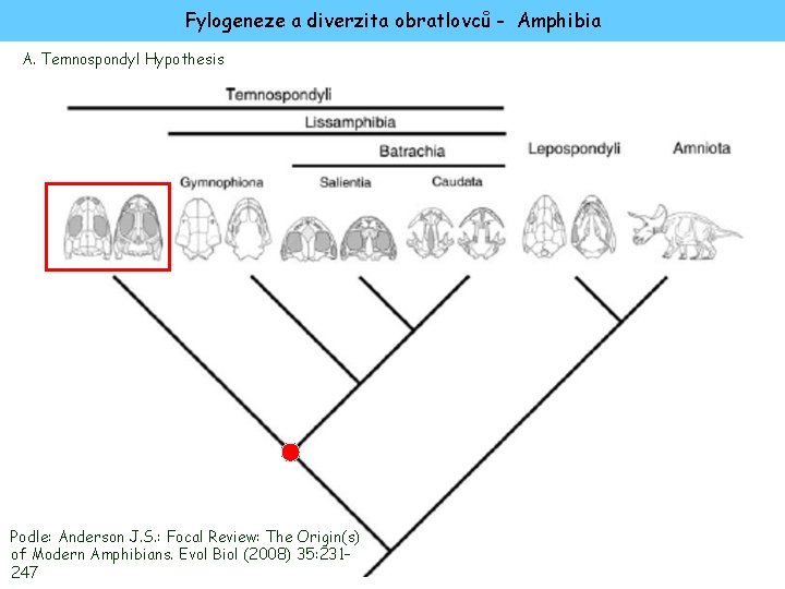 Fylogeneze a diverzita obratlovců - Amphibia A. Temnospondyl Hypothesis Podle: Anderson J. S. :