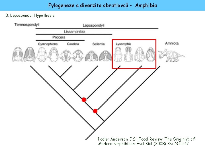 Fylogeneze a diverzita obratlovců - Amphibia B. Lepospondyl Hypothesis Podle: Anderson J. S. :