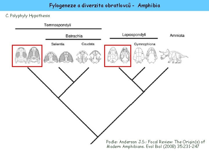 Fylogeneze a diverzita obratlovců - Amphibia C. Polyphyly Hypothesis Podle: Anderson J. S. :