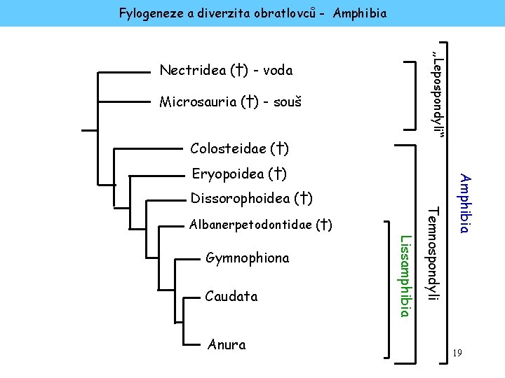 Fylogeneze a diverzita obratlovců - Amphibia „Lepospondyli“ Nectridea (†) - voda Microsauria (†) -