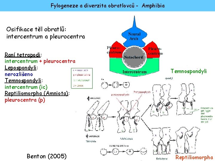 Fylogeneze a diverzita obratlovců - Amphibia Osifikace těl obratlů: intercentrum a pleurocentra Raní tetrapodi: