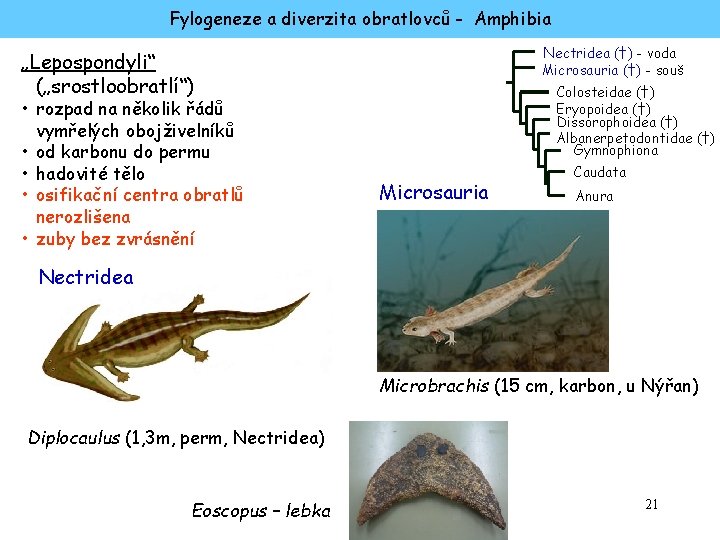 Fylogeneze a diverzita obratlovců - Amphibia Nectridea (†) - voda Microsauria (†) - souš