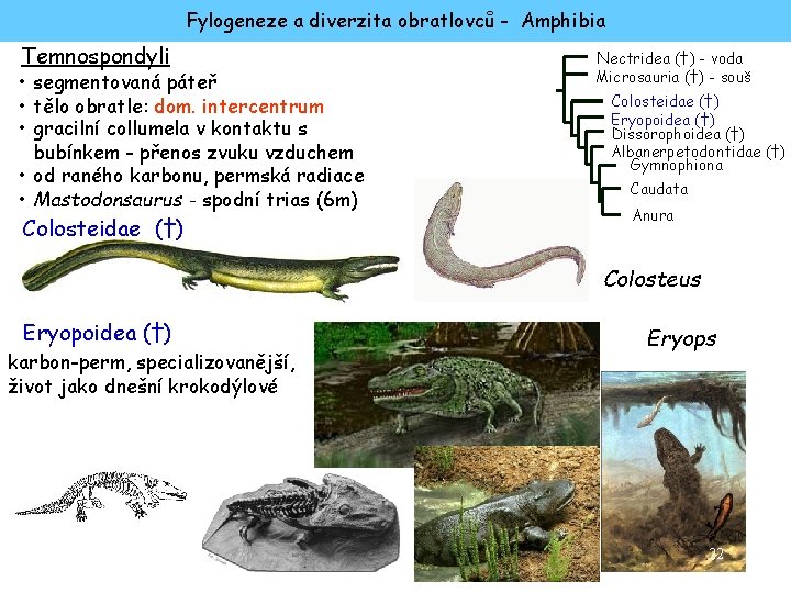 Fylogeneze a diverzita obratlovců - Amphibia Temnospondyli • segmentovaná páteř • tělo obratle: dom.