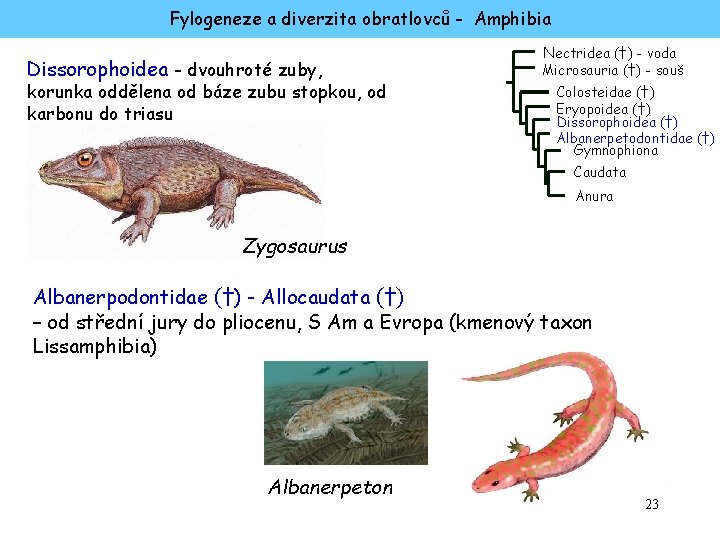 Fylogeneze a diverzita obratlovců - Amphibia Dissorophoidea - dvouhroté zuby, korunka oddělena od báze
