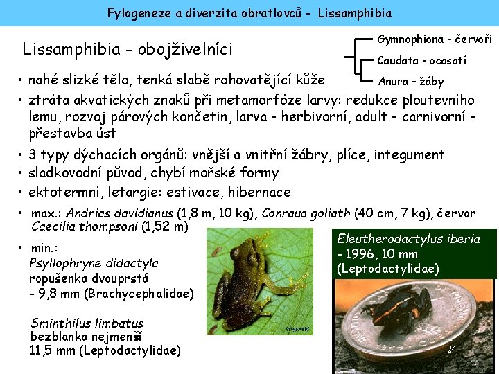 Fylogeneze a diverzita obratlovců - Lissamphibia - obojživelníci Gymnophiona - červoři Caudata - ocasatí