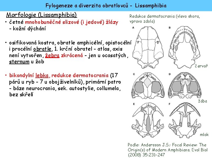 Fylogeneze a diverzita obratlovců - Lissamphibia Morfologie (Lissamphibia) • četné mnohobuněčné slizové (i jedové)