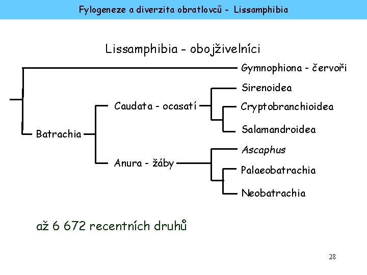 Fylogeneze a diverzita obratlovců - Lissamphibia - obojživelníci Gymnophiona - červoři Sirenoidea Caudata -