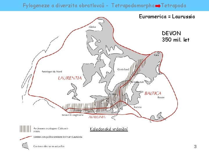 Fylogeneze a diverzita obratlovců - Tetrapodomorpha Tetrapoda Euramerica = Laurussia DEVON 350 mil. let