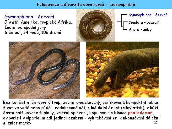 Fylogeneze a diverzita obratlovců - Lissamphibia Gymnophiona - červoři J a stř. Amerika, tropická