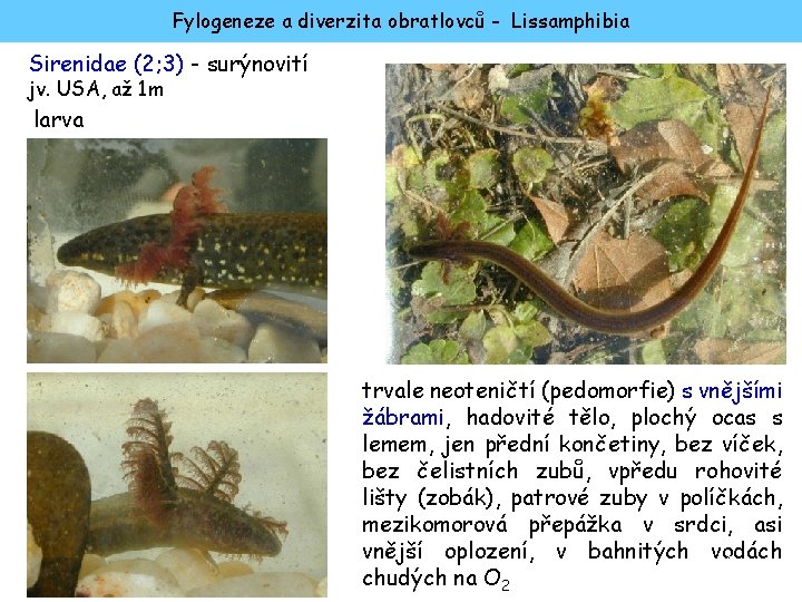 Fylogeneze a diverzita obratlovců - Lissamphibia Sirenidae (2; 3) - surýnovití jv. USA, až