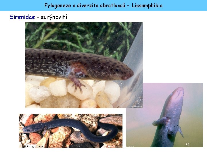 Fylogeneze a diverzita obratlovců - Lissamphibia Sirenidae - surýnovití 34 