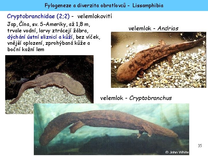 Fylogeneze a diverzita obratlovců - Lissamphibia Cryptobranchidae (2; 2) - velemlokovití Jap, Čína, sv.