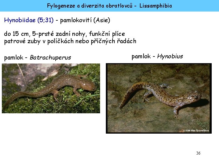 Fylogeneze a diverzita obratlovců - Lissamphibia Hynobiidae (5; 31) - pamlokovití (Asie) do 15