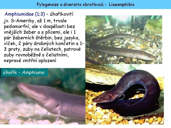 Fylogeneze a diverzita obratlovců - Lissamphibia Amphiumidae (1; 3) - úhoříkovití jv. S-Ameriky, až