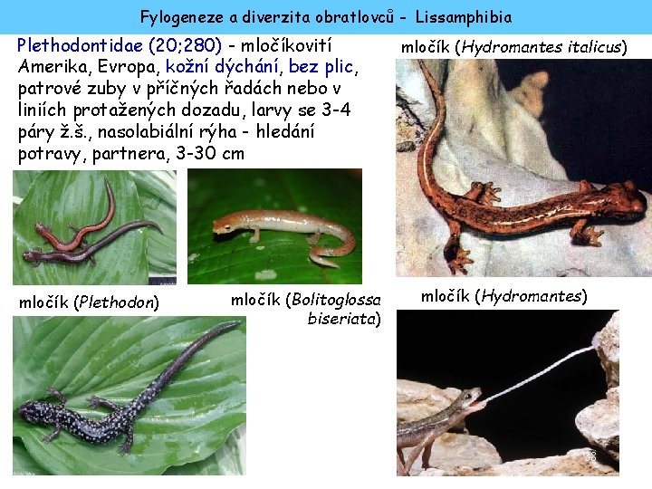 Fylogeneze a diverzita obratlovců - Lissamphibia Plethodontidae (20; 280) - mločíkovití Amerika, Evropa, kožní