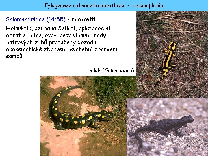 Fylogeneze a diverzita obratlovců - Lissamphibia Salamandridae (14; 55) - mlokovití Holarktis, ozubené čelisti,