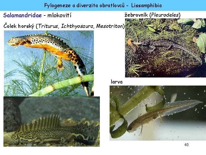 Fylogeneze a diverzita obratlovců - Lissamphibia žebrovník (Pleurodeles) Salamandridae - mlokovití Čolek horský (Triturus,