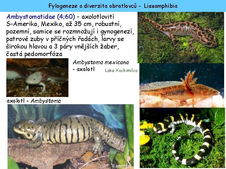 Fylogeneze a diverzita obratlovců - Lissamphibia Ambystomatidae (4; 60) - axolotlovití S-Amerika, Mexiko, až