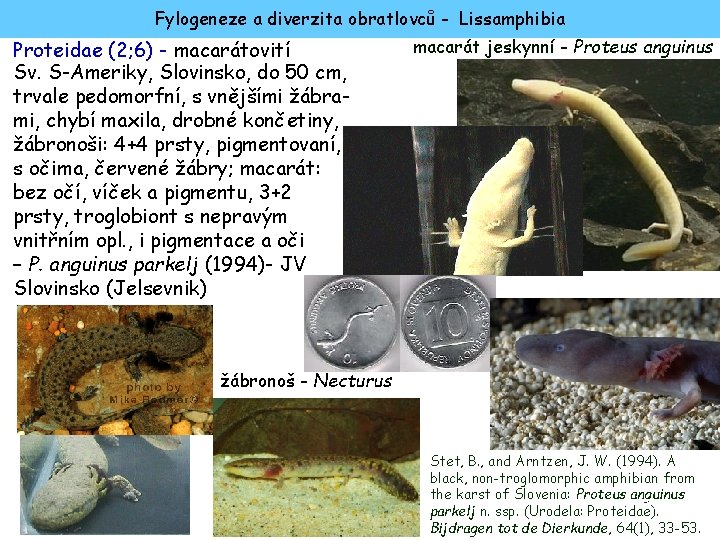 Fylogeneze a diverzita obratlovců - Lissamphibia Proteidae (2; 6) - macarátovití Sv. S-Ameriky, Slovinsko,