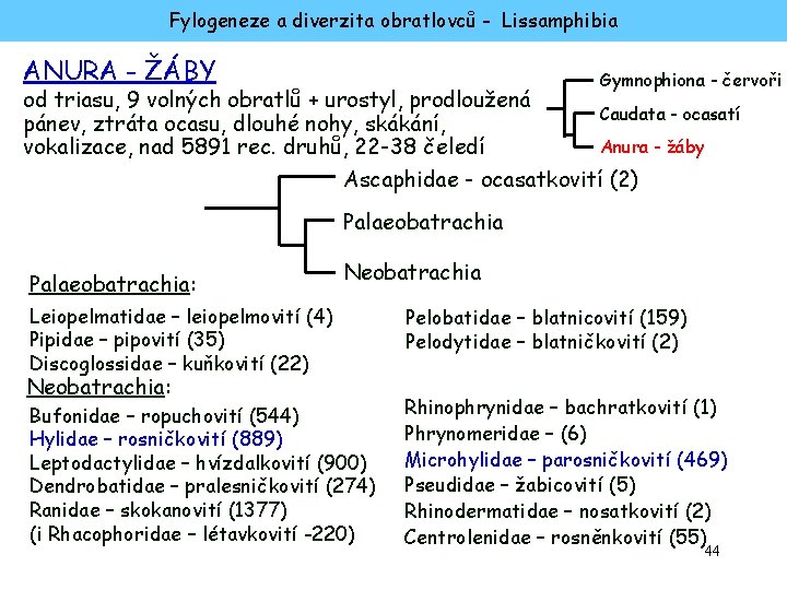 Fylogeneze a diverzita obratlovců - Lissamphibia ANURA - ŽÁBY Gymnophiona - červoři od triasu,