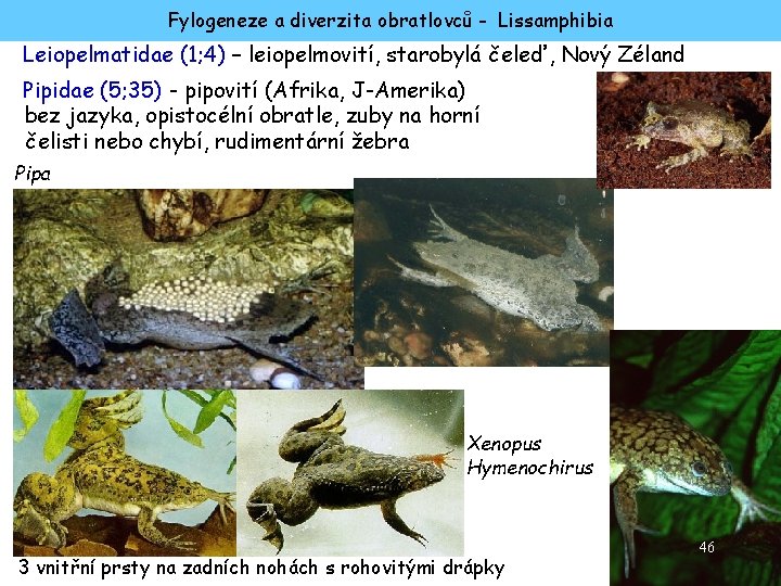 Fylogeneze a diverzita obratlovců - Lissamphibia Leiopelmatidae (1; 4) – leiopelmovití, starobylá čeleď, Nový