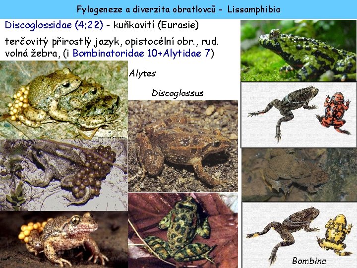 Fylogeneze a diverzita obratlovců - Lissamphibia Discoglossidae (4; 22) - kuňkovití (Eurasie) terčovitý přirostlý