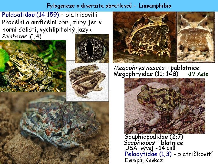 Fylogeneze a diverzita obratlovců - Lissamphibia Pelobatidae (14; 159) - blatnicovití Procélní a amficélní