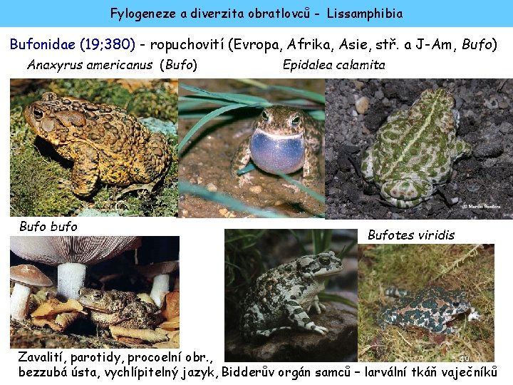 Fylogeneze a diverzita obratlovců - Lissamphibia Bufonidae (19; 380) - ropuchovití (Evropa, Afrika, Asie,