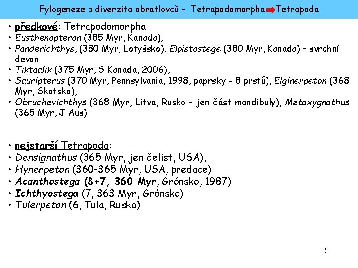 Fylogeneze a diverzita obratlovců - Tetrapodomorpha Tetrapoda • předkové: Tetrapodomorpha • Eusthenopteron (385 Myr,