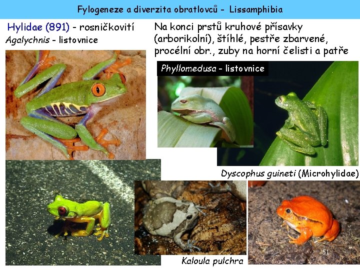 Fylogeneze a diverzita obratlovců - Lissamphibia Hylidae (891) - rosničkovití Agalychnis - listovnice Na