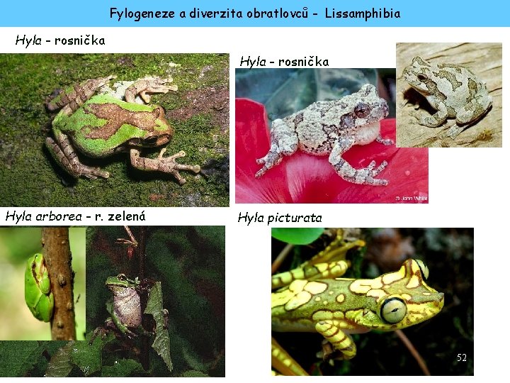 Fylogeneze a diverzita obratlovců - Lissamphibia Hyla - rosnička Hyla arborea - r. zelená