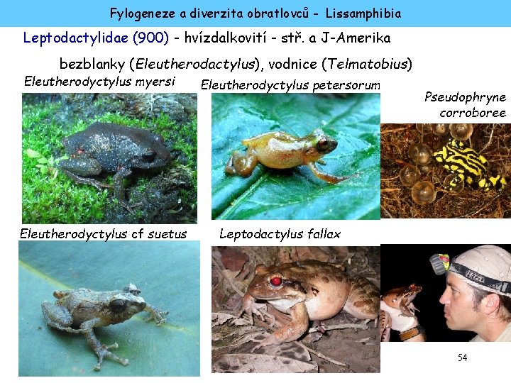 Fylogeneze a diverzita obratlovců - Lissamphibia Leptodactylidae (900) - hvízdalkovití - stř. a J-Amerika