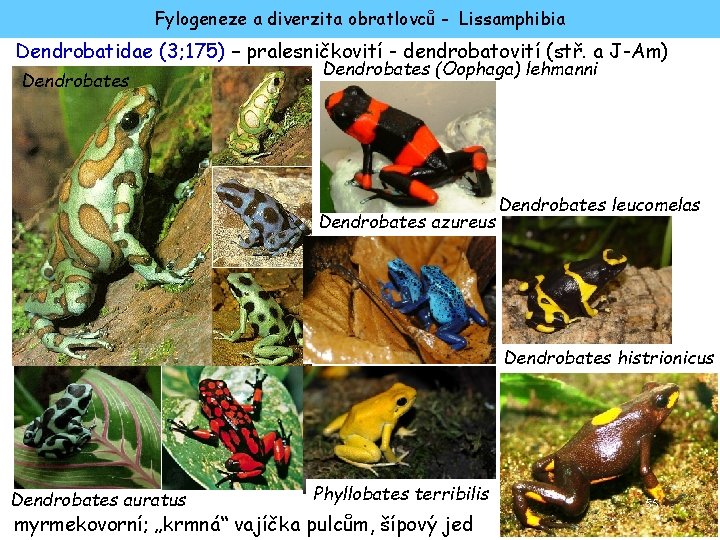 Fylogeneze a diverzita obratlovců - Lissamphibia Dendrobatidae (3; 175) – pralesničkovití - dendrobatovití (stř.