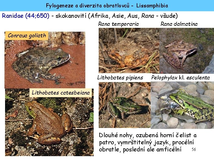 Fylogeneze a diverzita obratlovců - Lissamphibia Ranidae (44; 650) - skokanovití (Afrika, Asie, Aus,