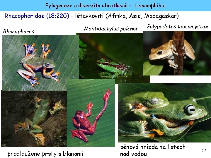 Fylogeneze a diverzita obratlovců - Lissamphibia Rhacophoridae (18; 220) - létavkovití (Afrika, Asie, Madagaskar)